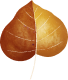 leaf-img