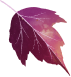 purple_leaf